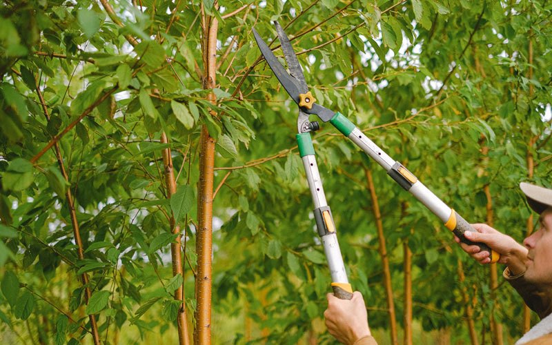 Tree trimming in Crescent, OR
